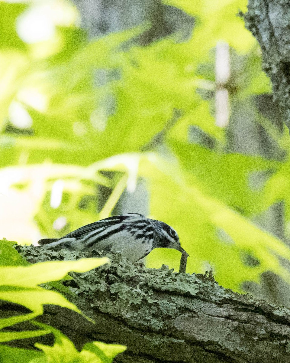 Black-and-white Warbler - ML619683994