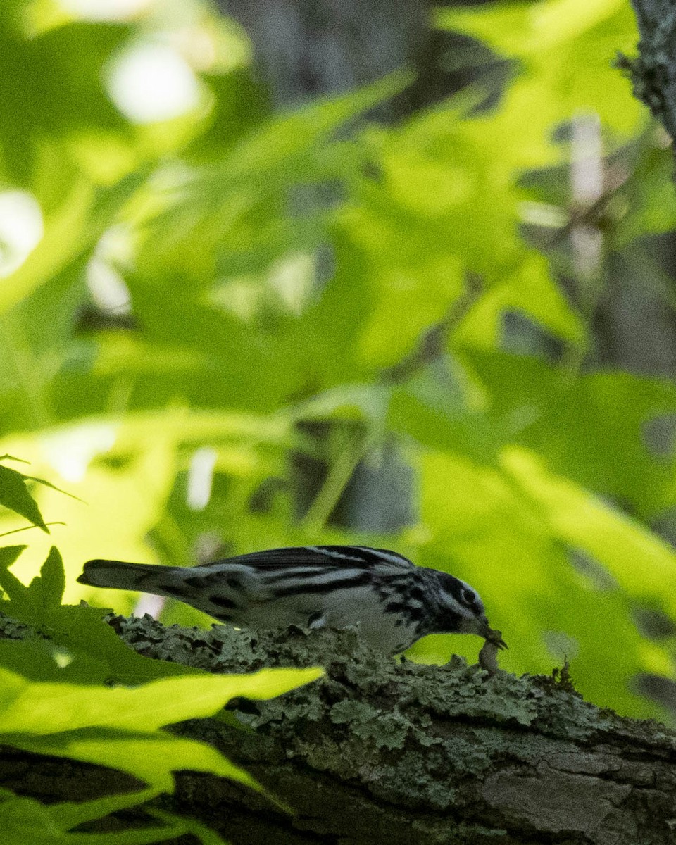 Black-and-white Warbler - ML619683995