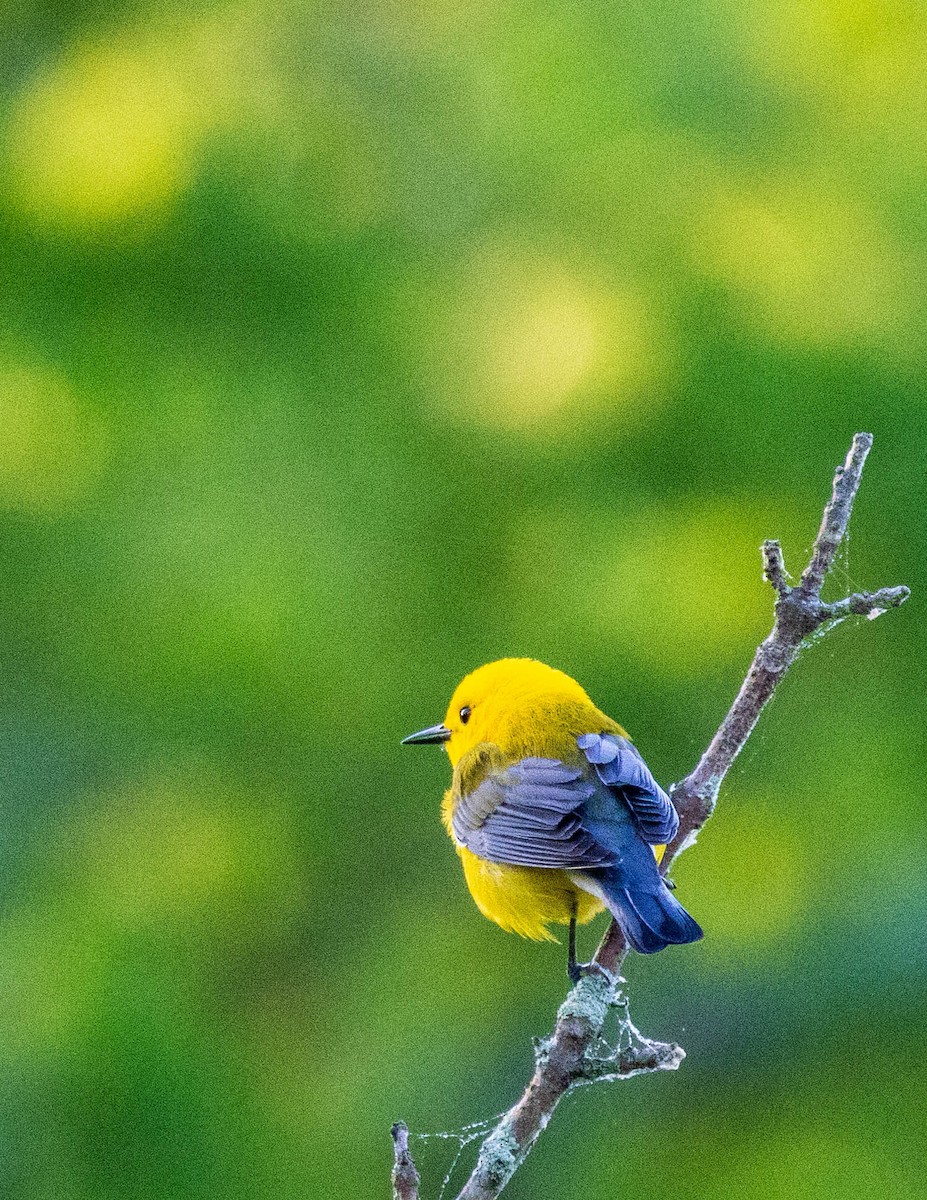 Prothonotary Warbler - ML619684031