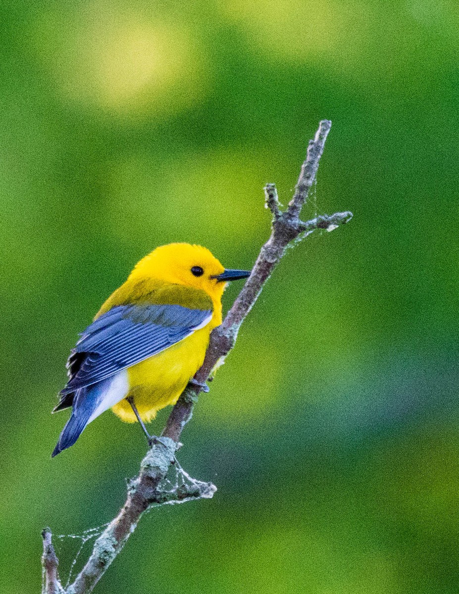 Prothonotary Warbler - ML619684032