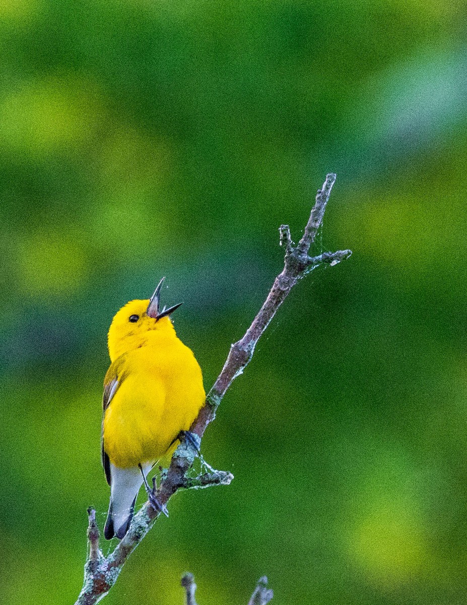 Prothonotary Warbler - ML619684033