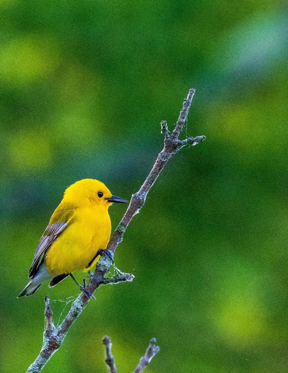Prothonotary Warbler - ML619684034