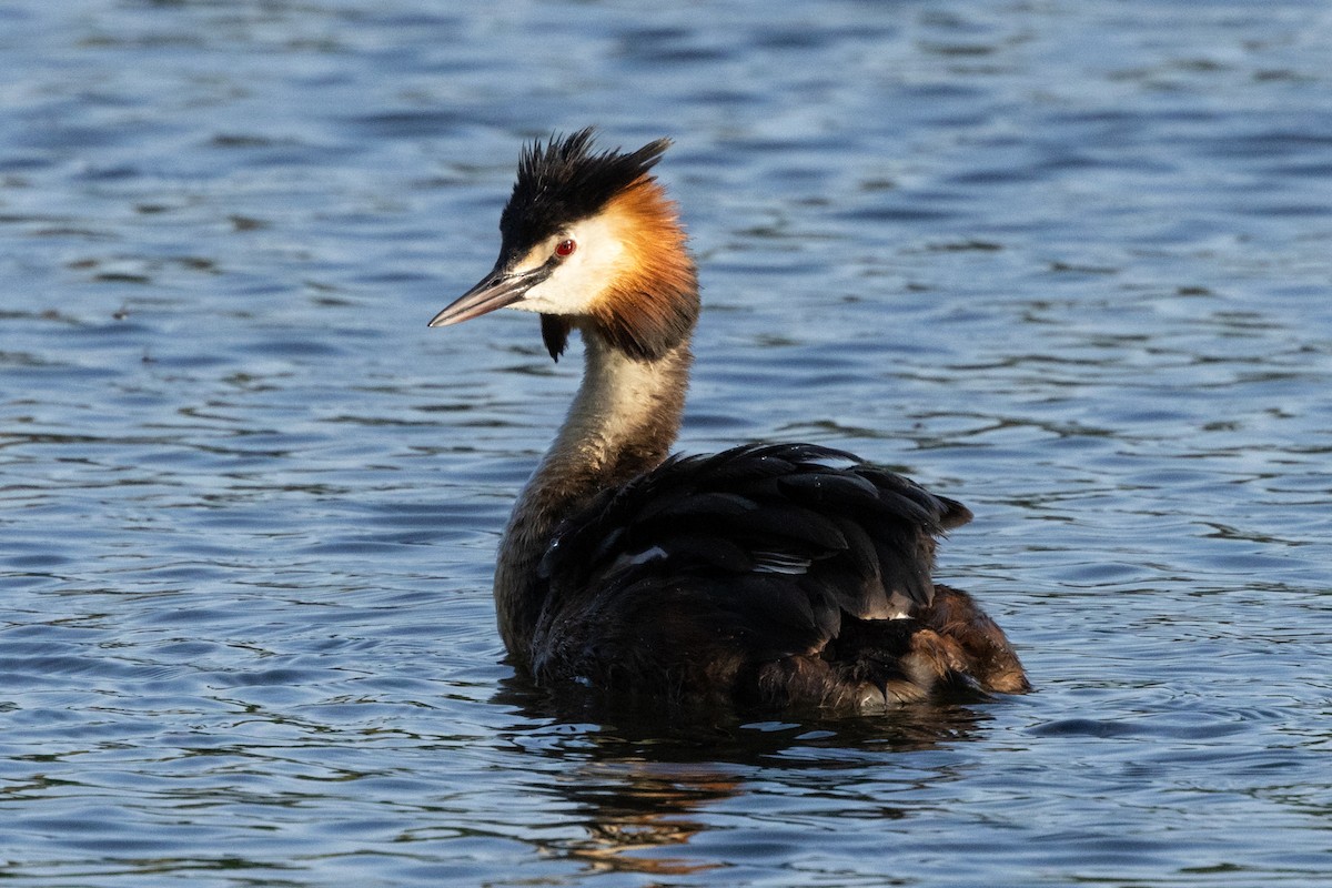 Great Crested Grebe - ML619684049