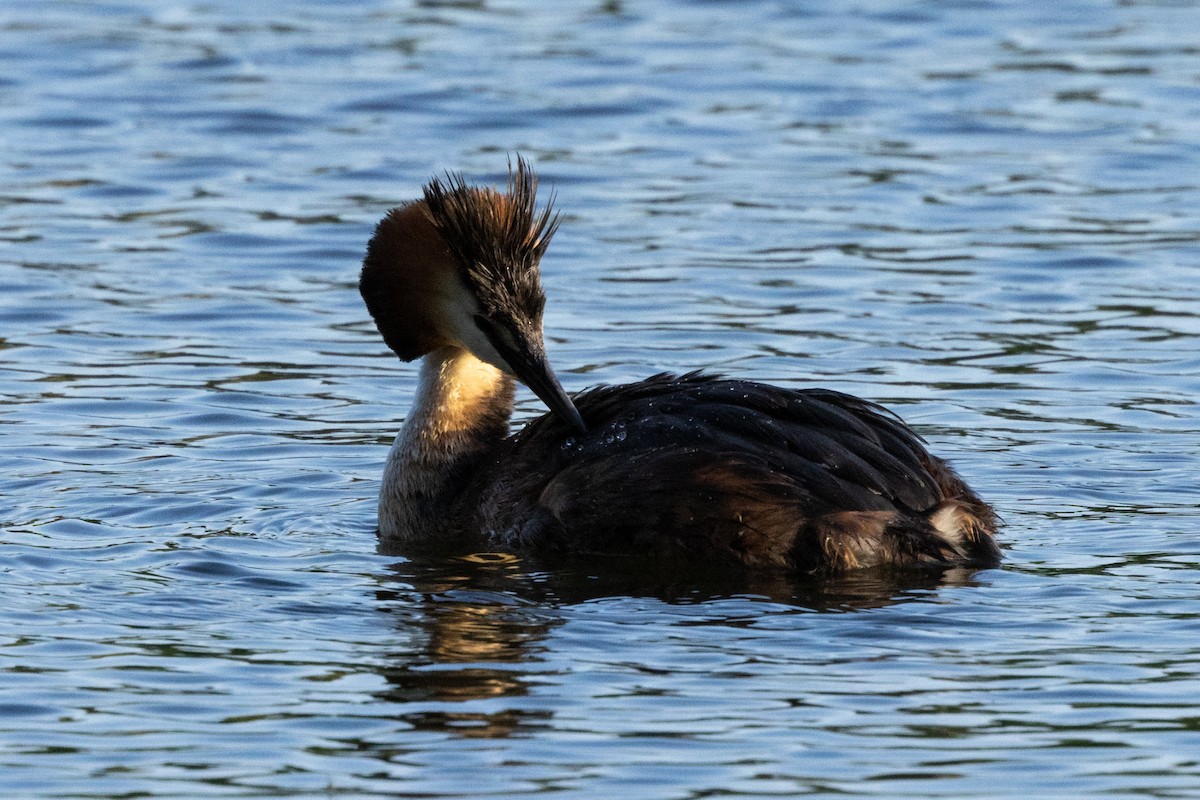 Great Crested Grebe - ML619684051