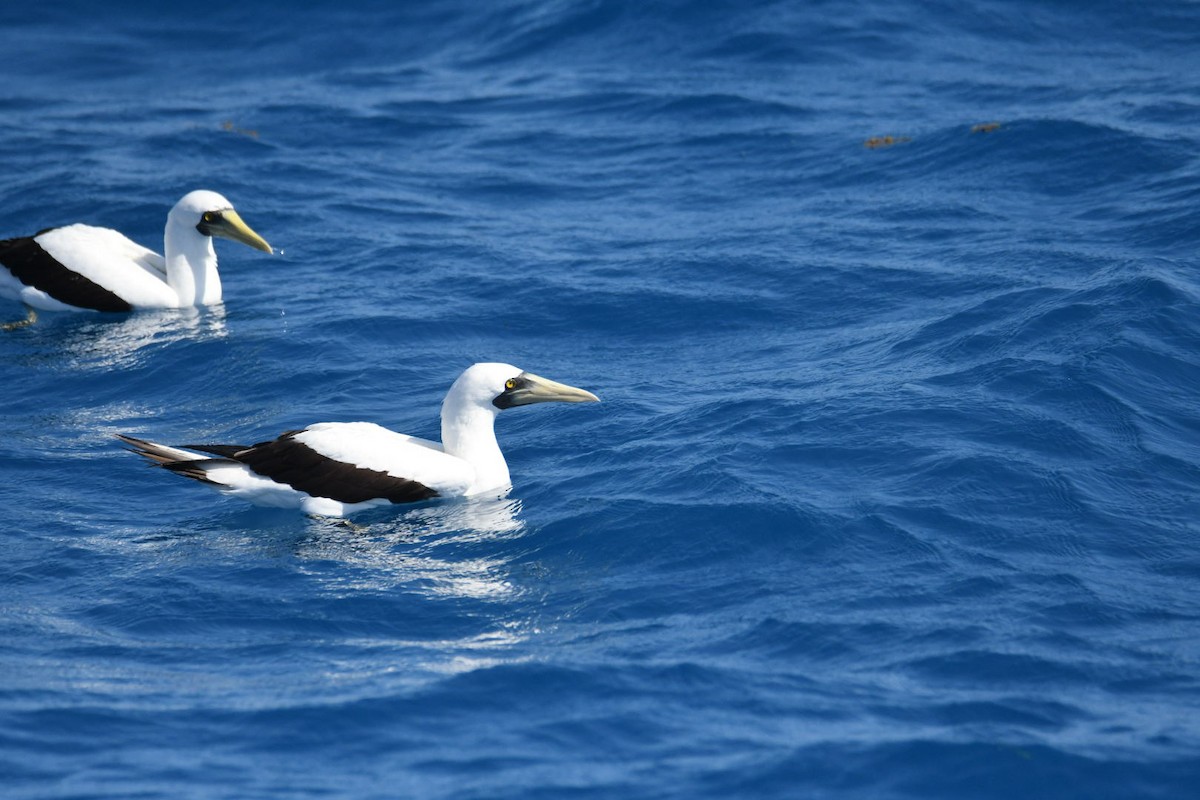 Masked Booby - ML619684117