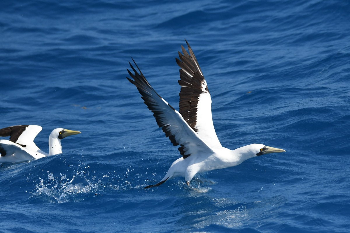 Masked Booby - ML619684123