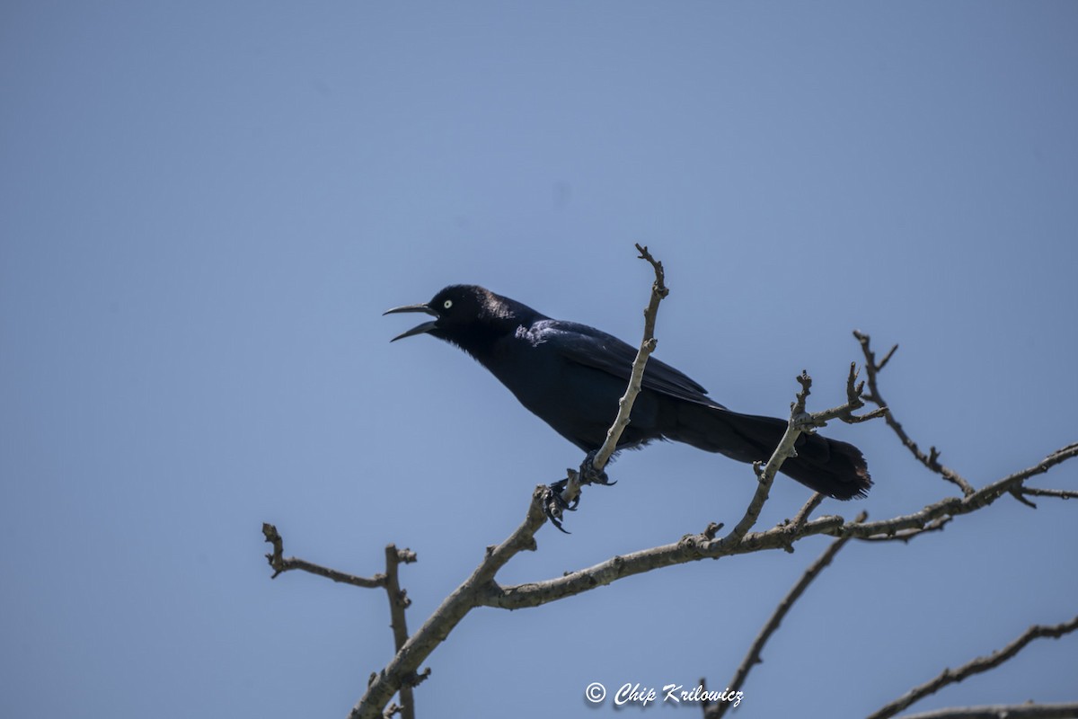Boat-tailed Grackle - ML619684148