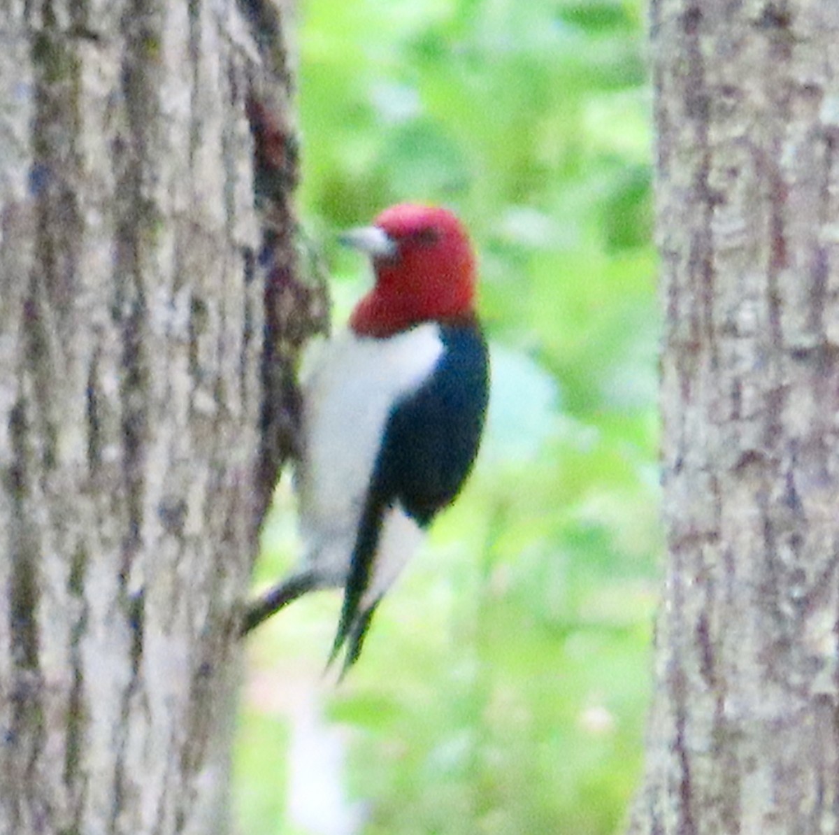 Red-headed Woodpecker - ML619684158