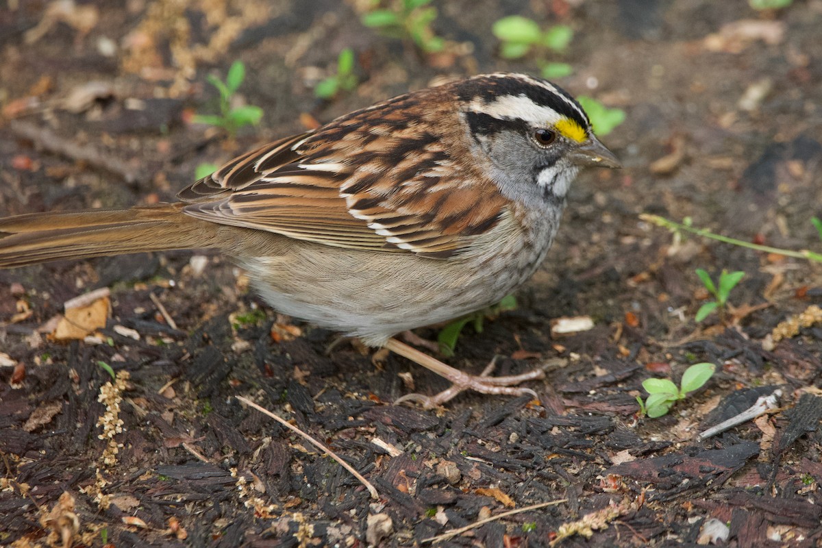 White-throated Sparrow - ML619684174