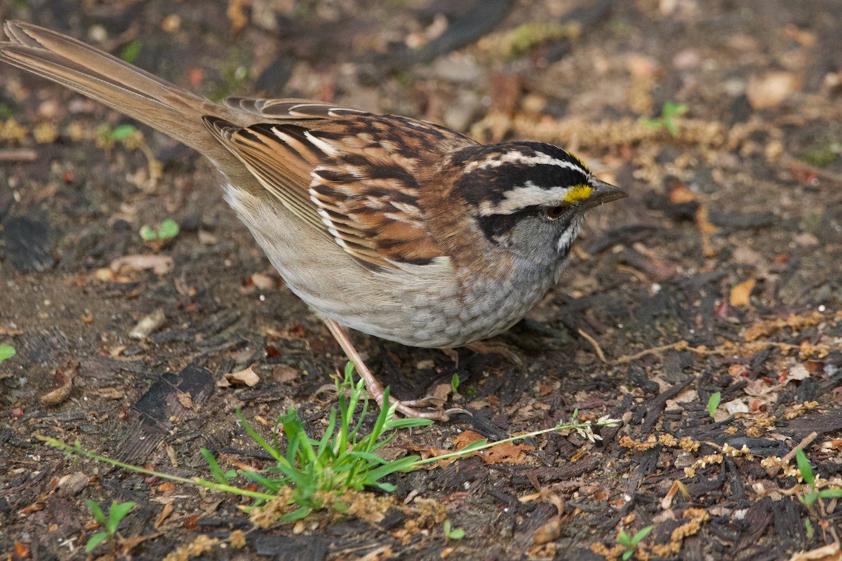 White-throated Sparrow - ML619684185