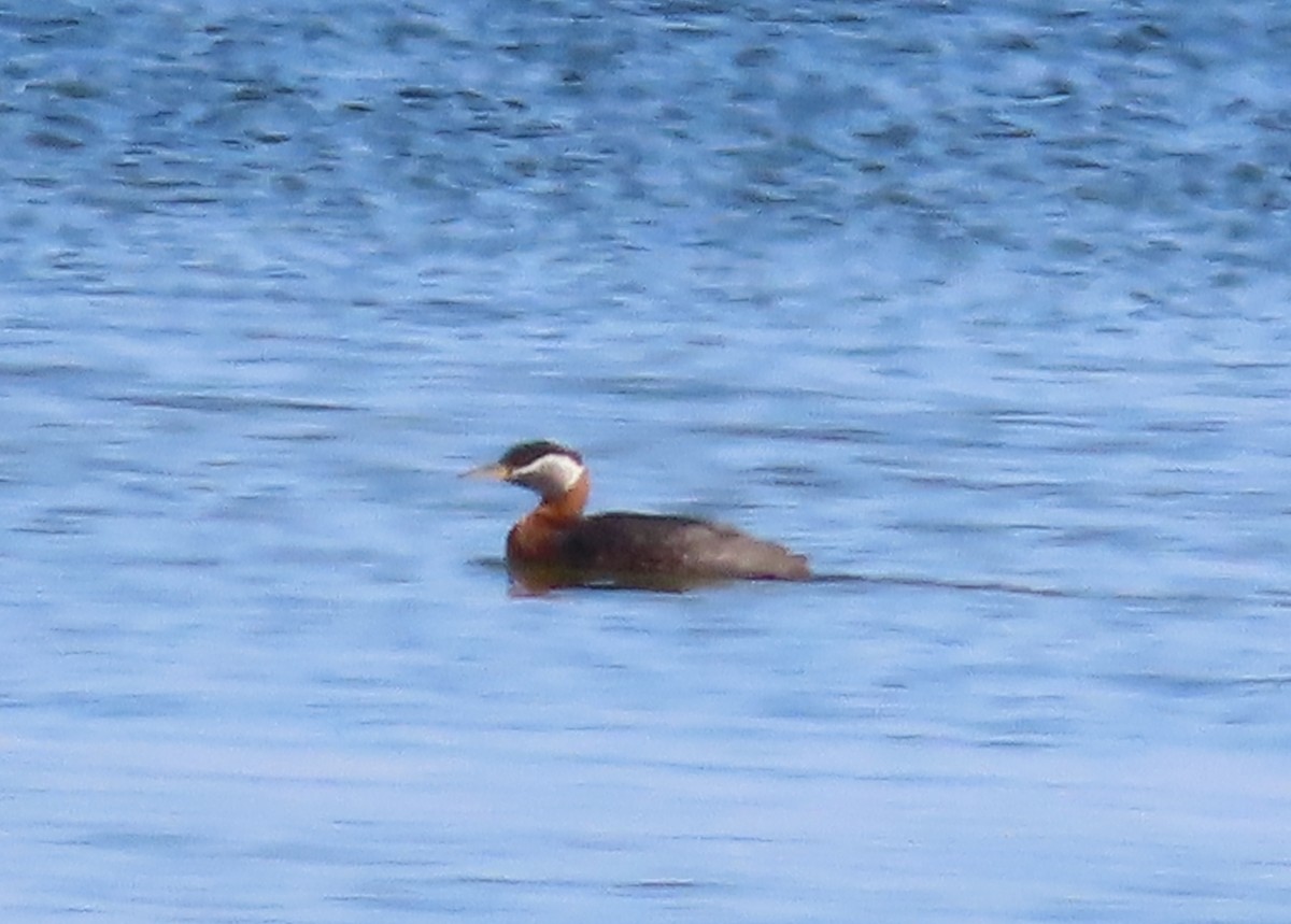 Red-necked Grebe - ML619684186