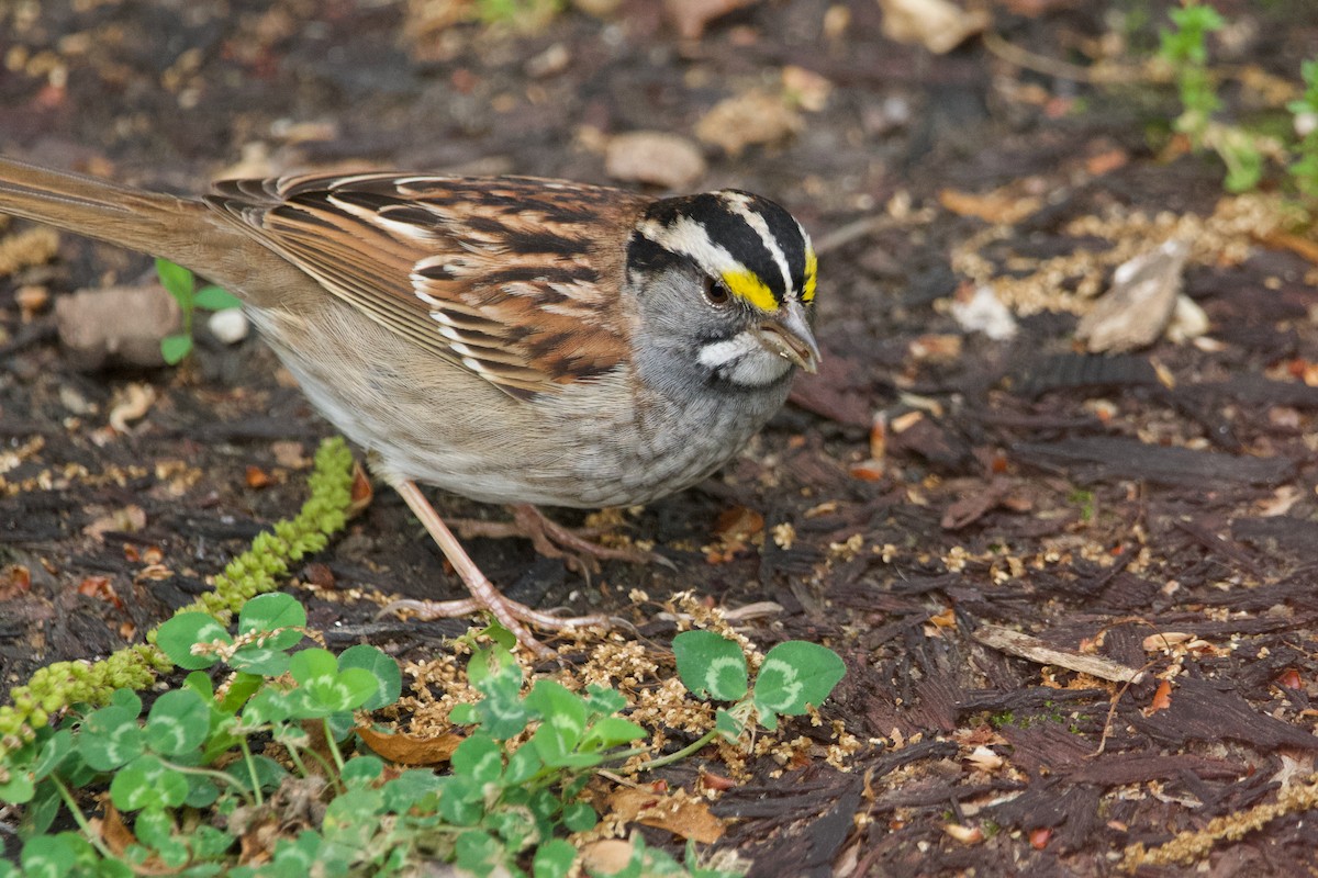 White-throated Sparrow - ML619684195