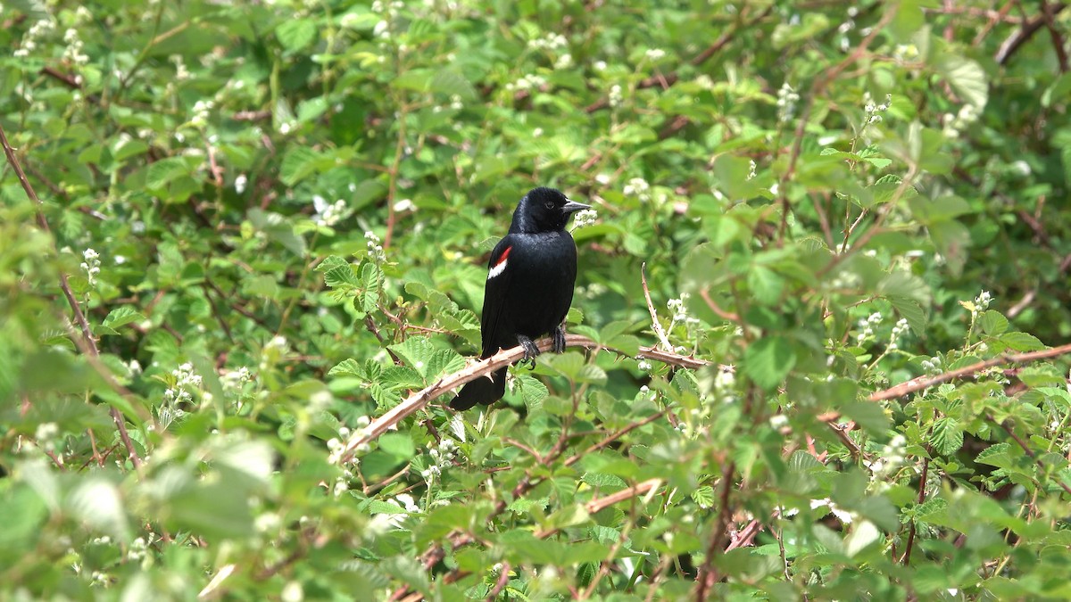 Tricolored Blackbird - ML619684197