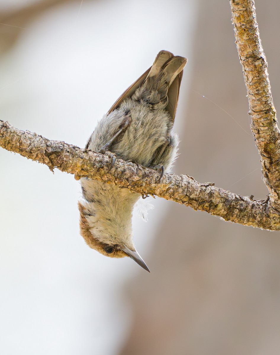 Brown-headed Nuthatch - ML619684211