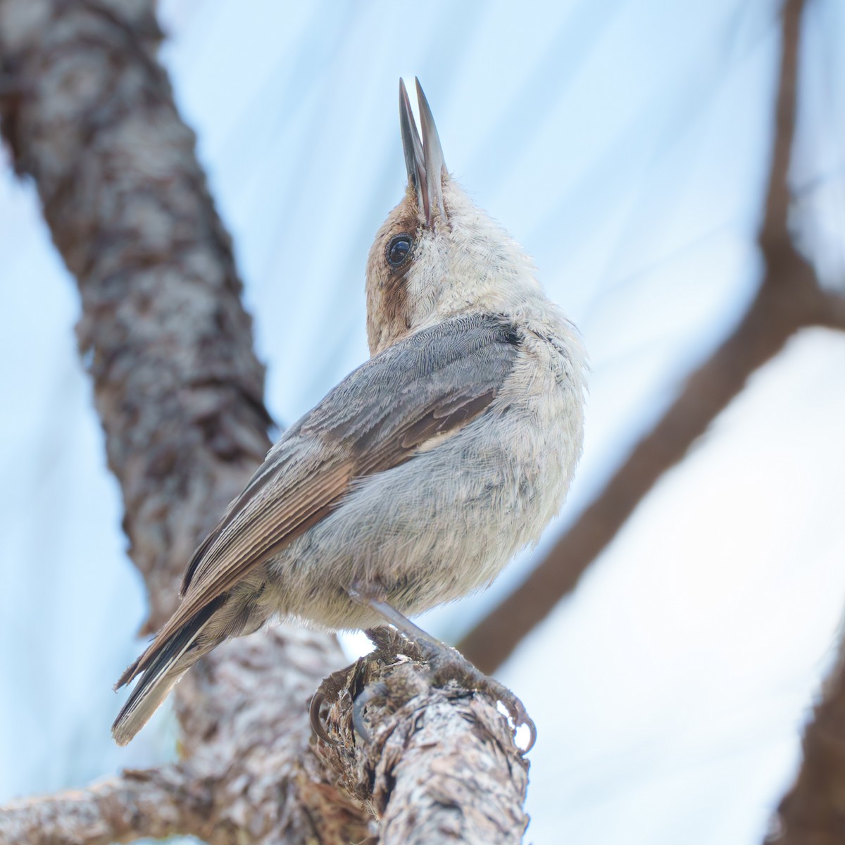 Brown-headed Nuthatch - ML619684212