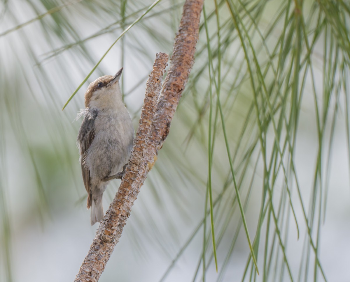 Brown-headed Nuthatch - ML619684213