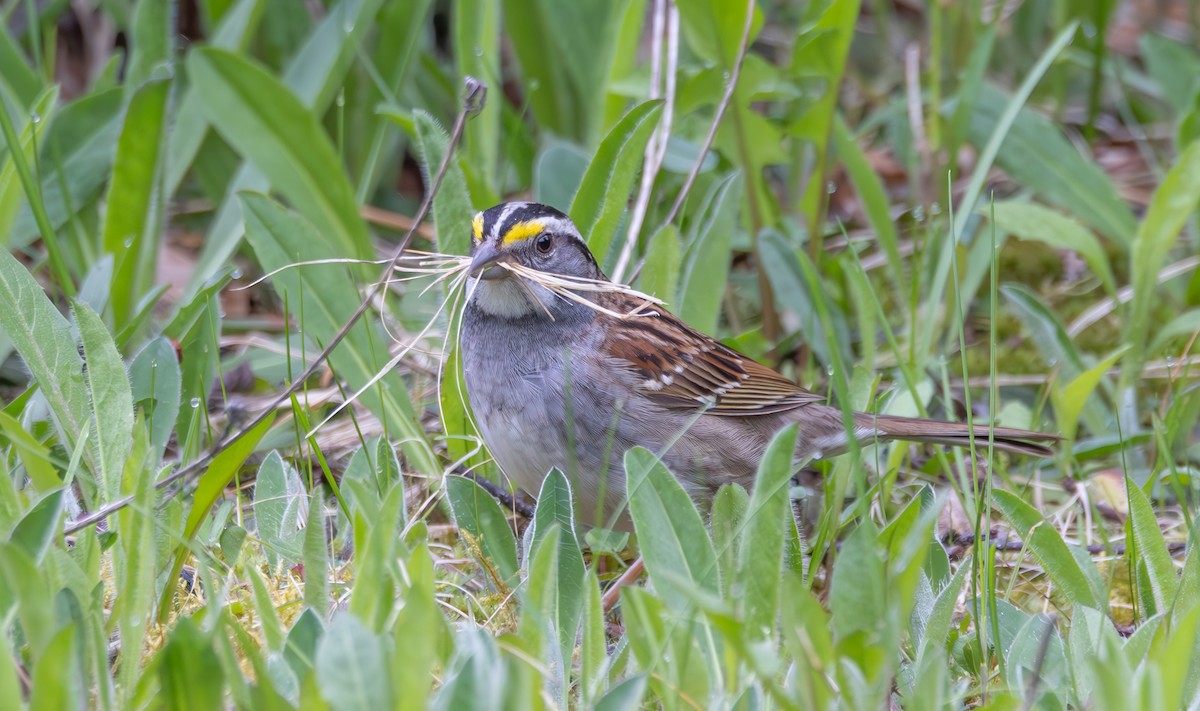 White-throated Sparrow - ML619684238