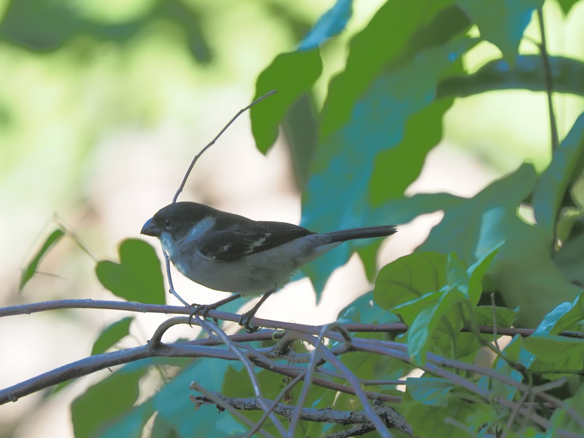 Wing-barred Seedeater - ML619684255