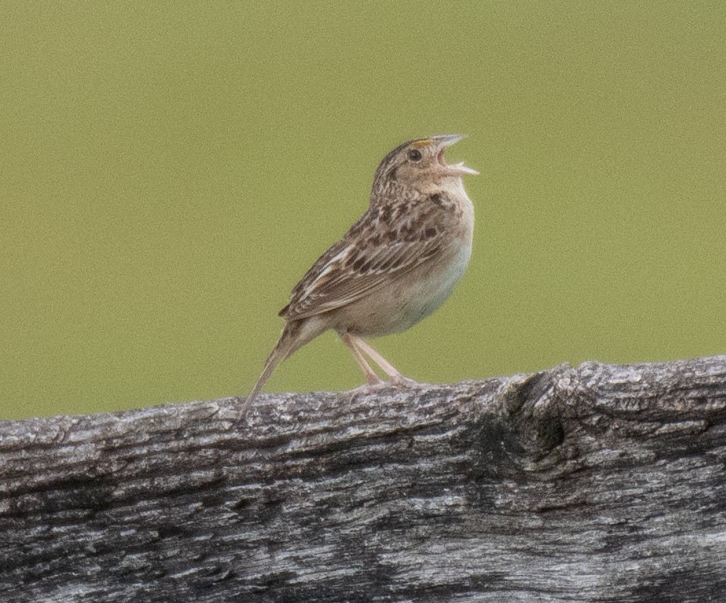 Grasshopper Sparrow - ML619684301
