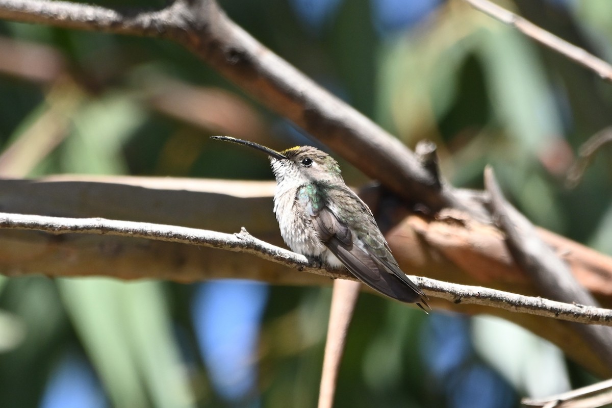 Spot-throated Hummingbird - ML619684303