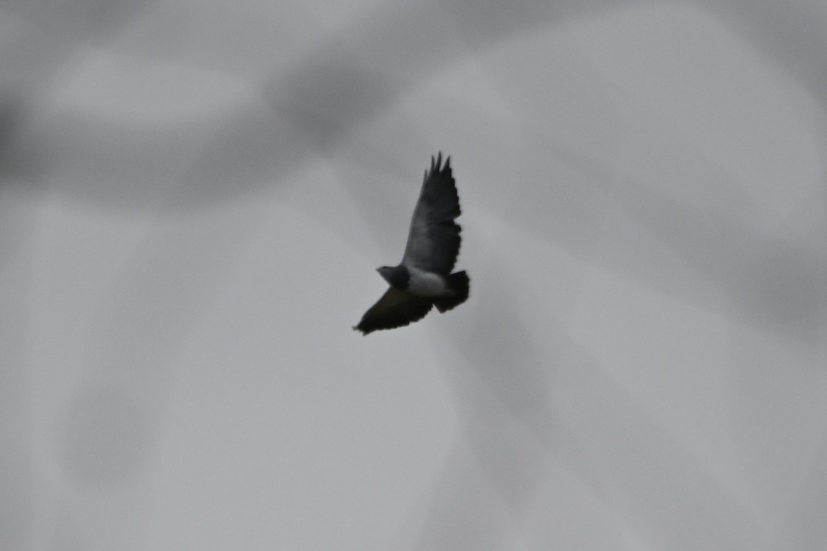 Black-chested Buzzard-Eagle - ML619684307