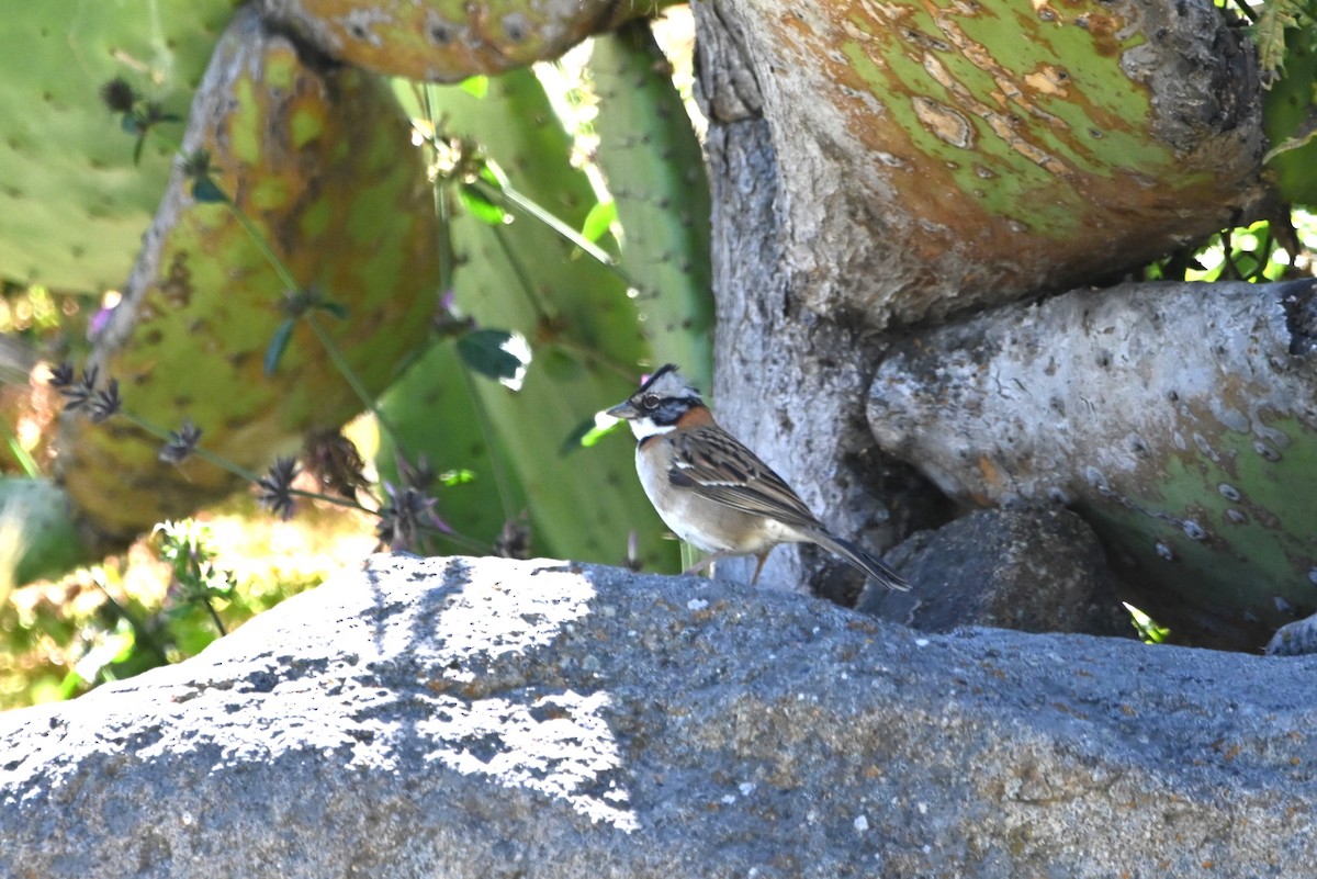 Rufous-collared Sparrow - ML619684332