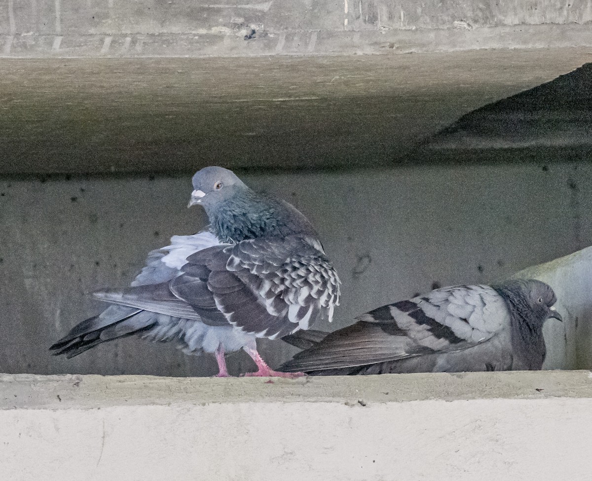 Rock Pigeon (Feral Pigeon) - ML619684352