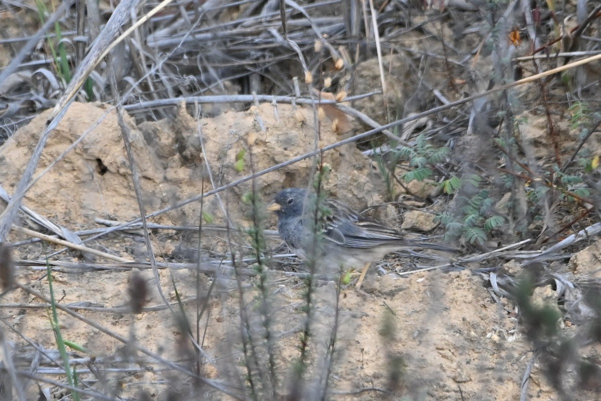 Band-tailed Sierra Finch - ML619684358