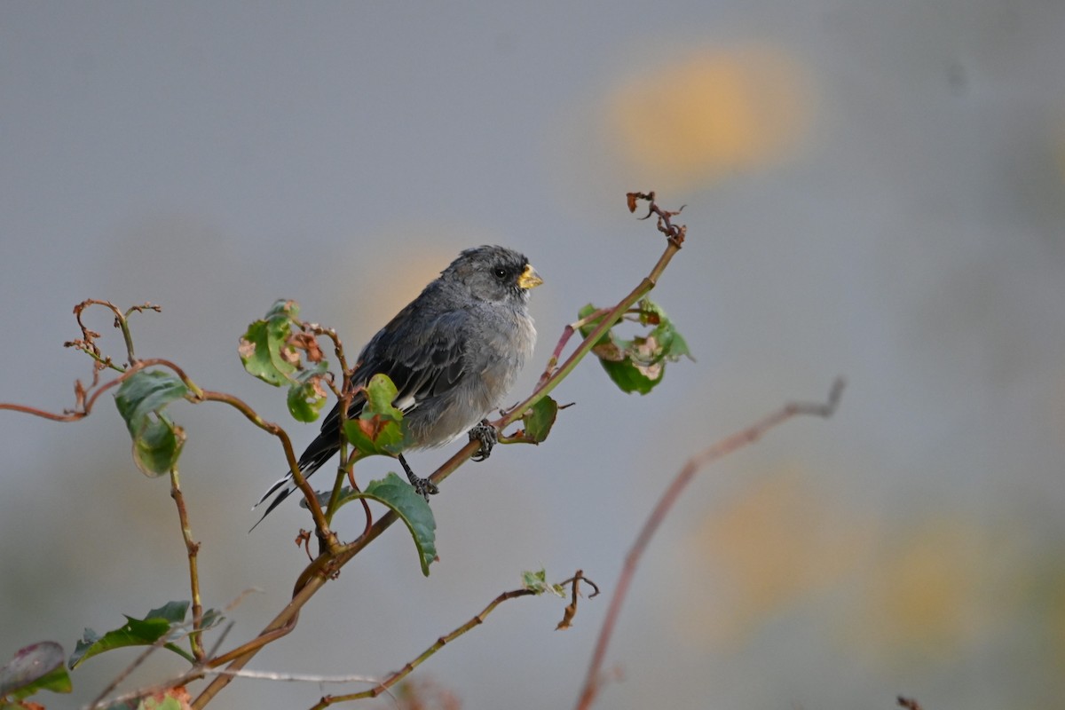 Band-tailed Seedeater - ML619684362