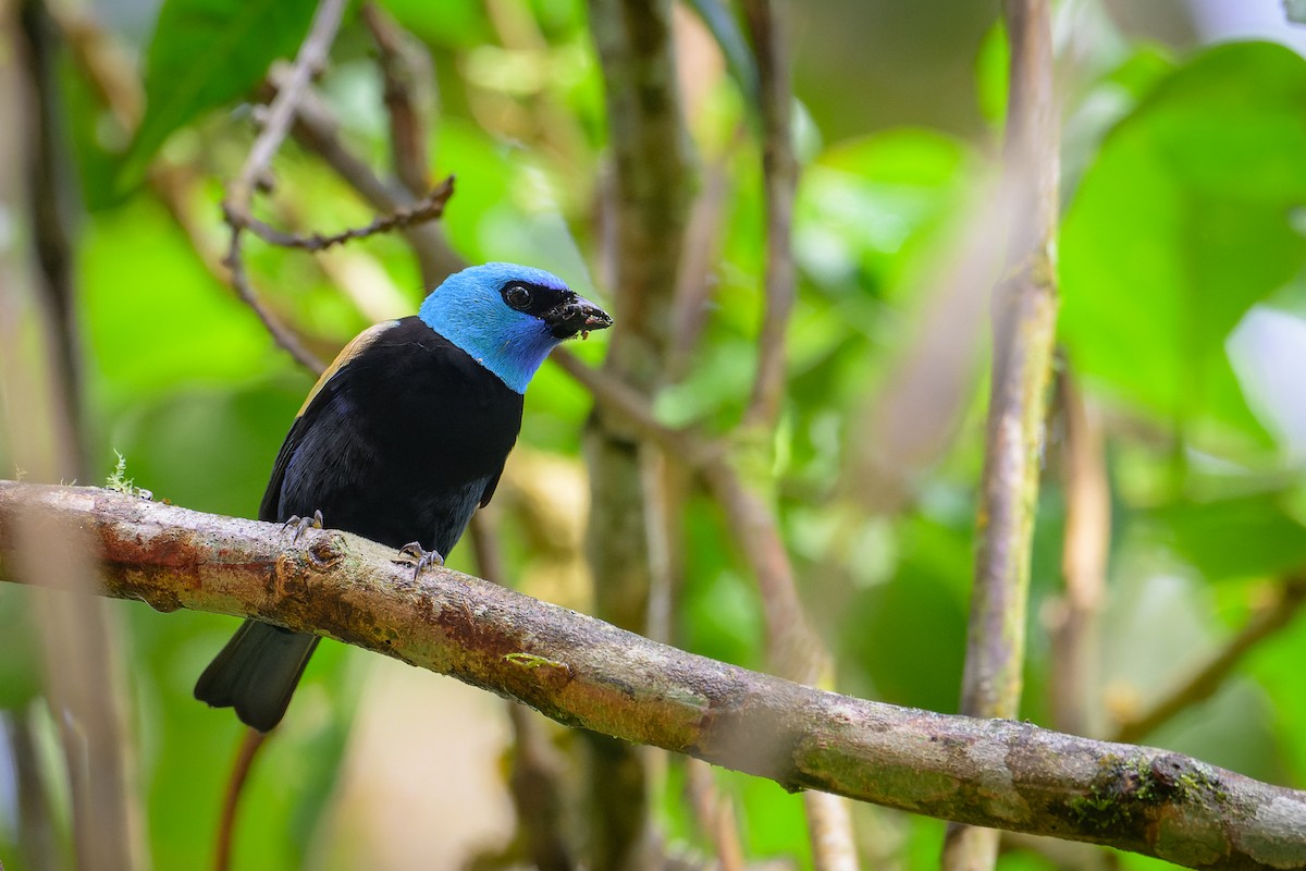 Blue-necked Tanager - ML619684372