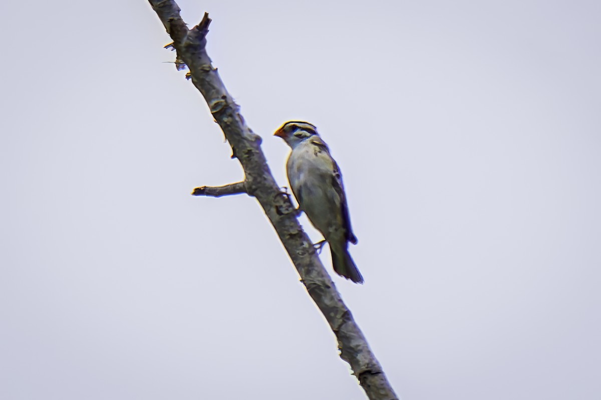 Pin-tailed Whydah - ML619684423