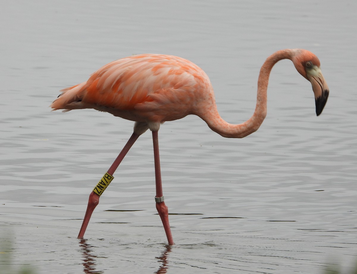 American Flamingo - ML619684446