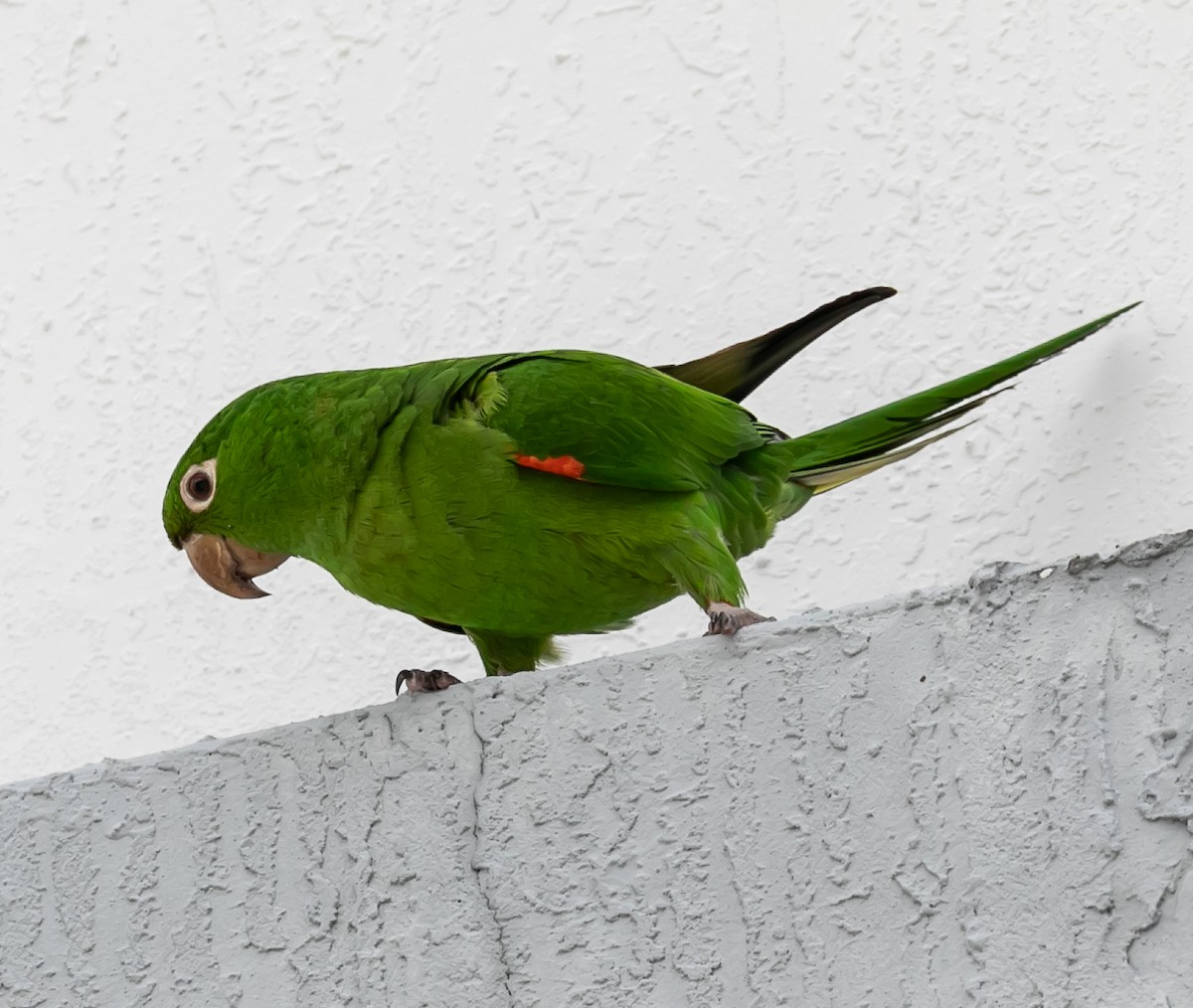 White-eyed Parakeet - ML619684481