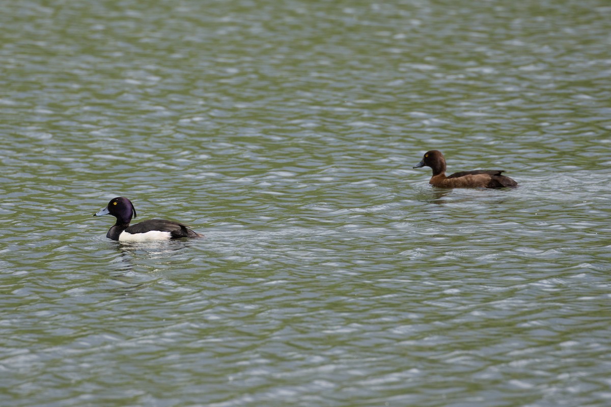 Tufted Duck - ML619684486