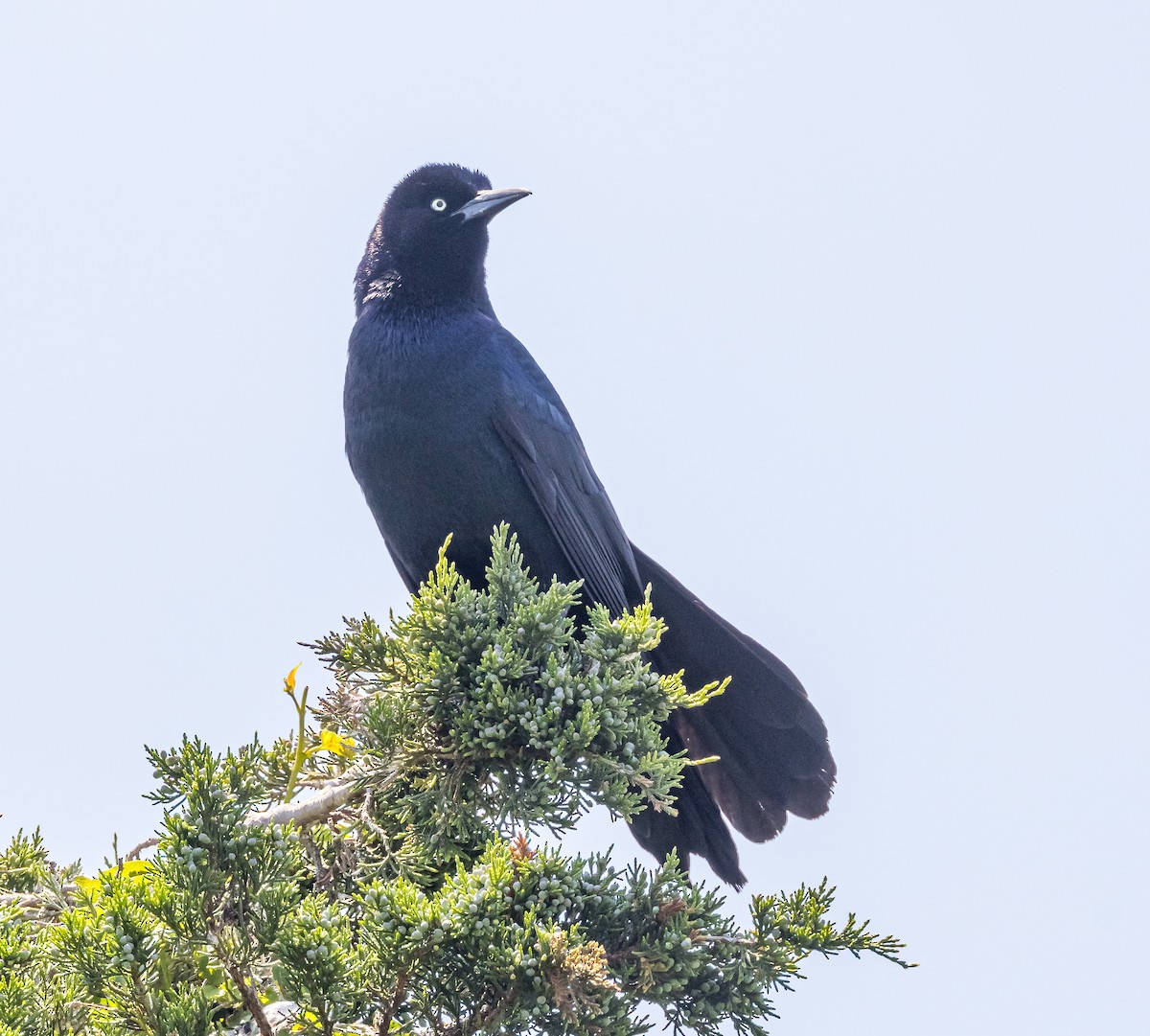 Boat-tailed Grackle - ML619684497