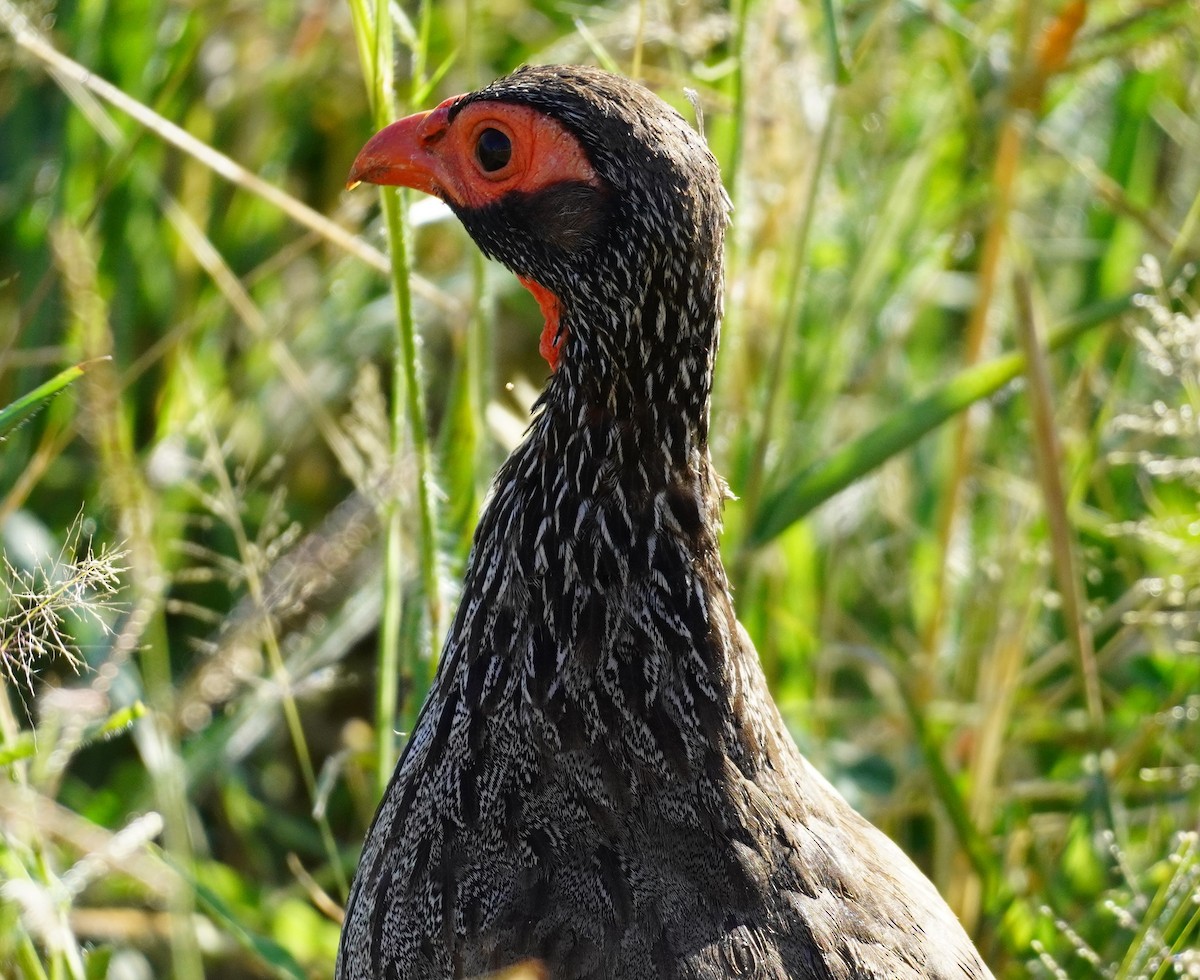 Red-necked Spurfowl - ML619684500