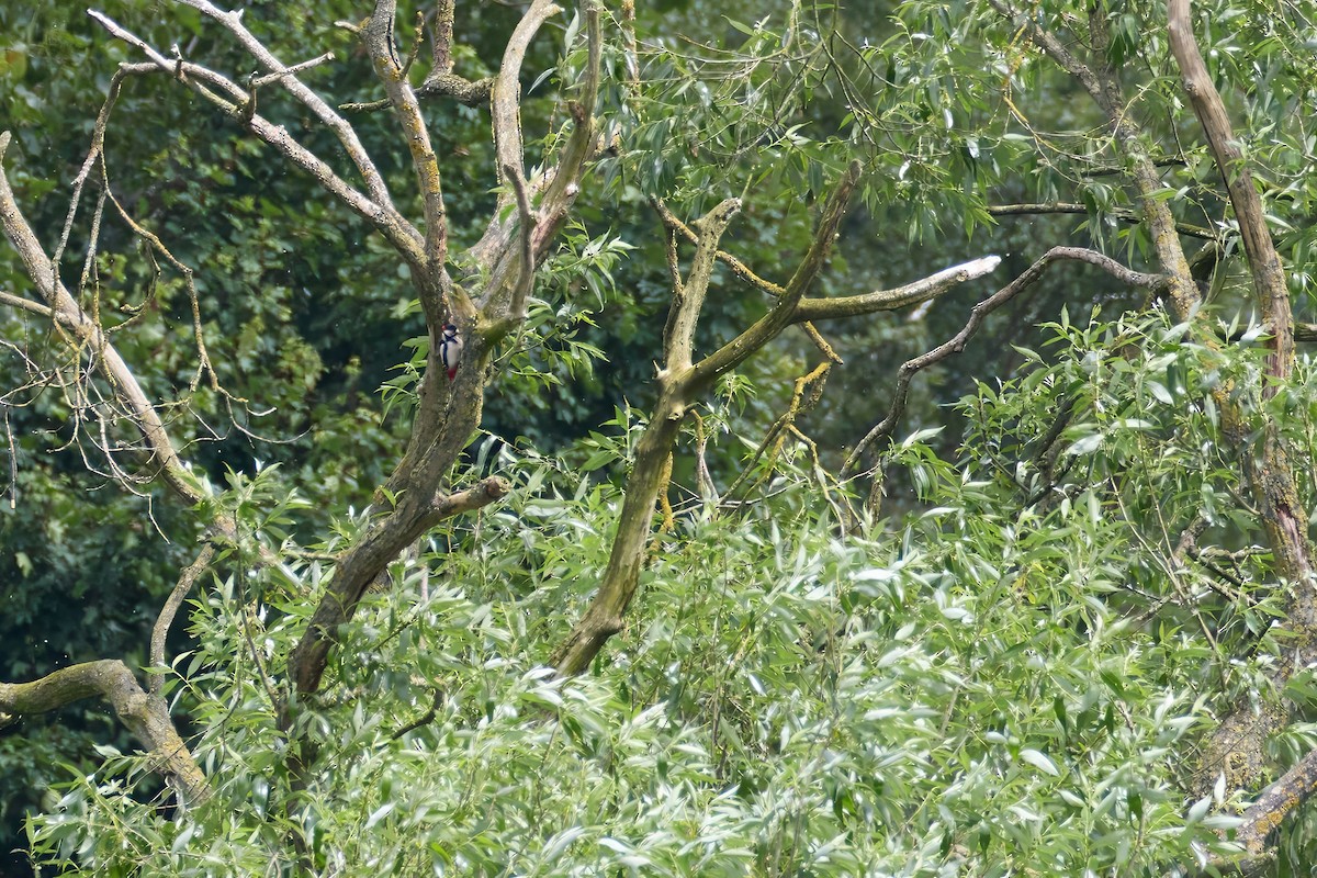 Great Spotted Woodpecker - ML619684510