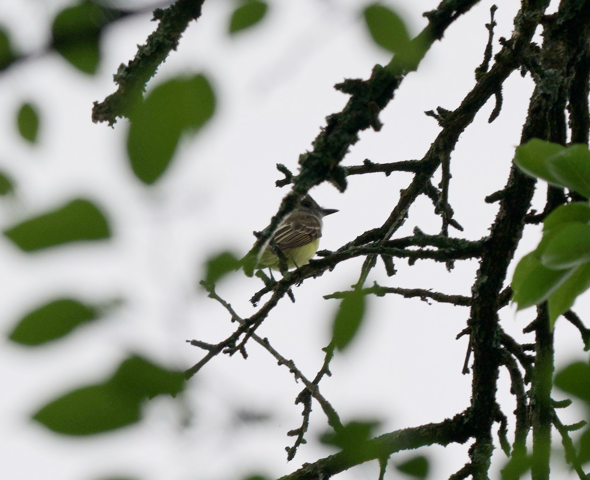 Great Crested Flycatcher - ML619684521
