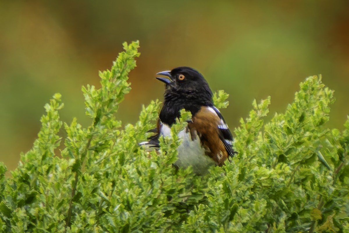 Spotted Towhee - ML619684573