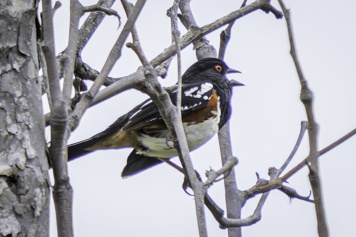 Spotted Towhee - ML619684574