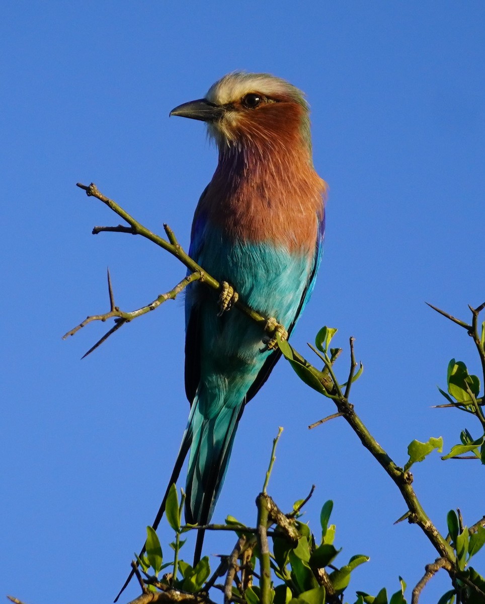 Lilac-breasted Roller - ML619684583