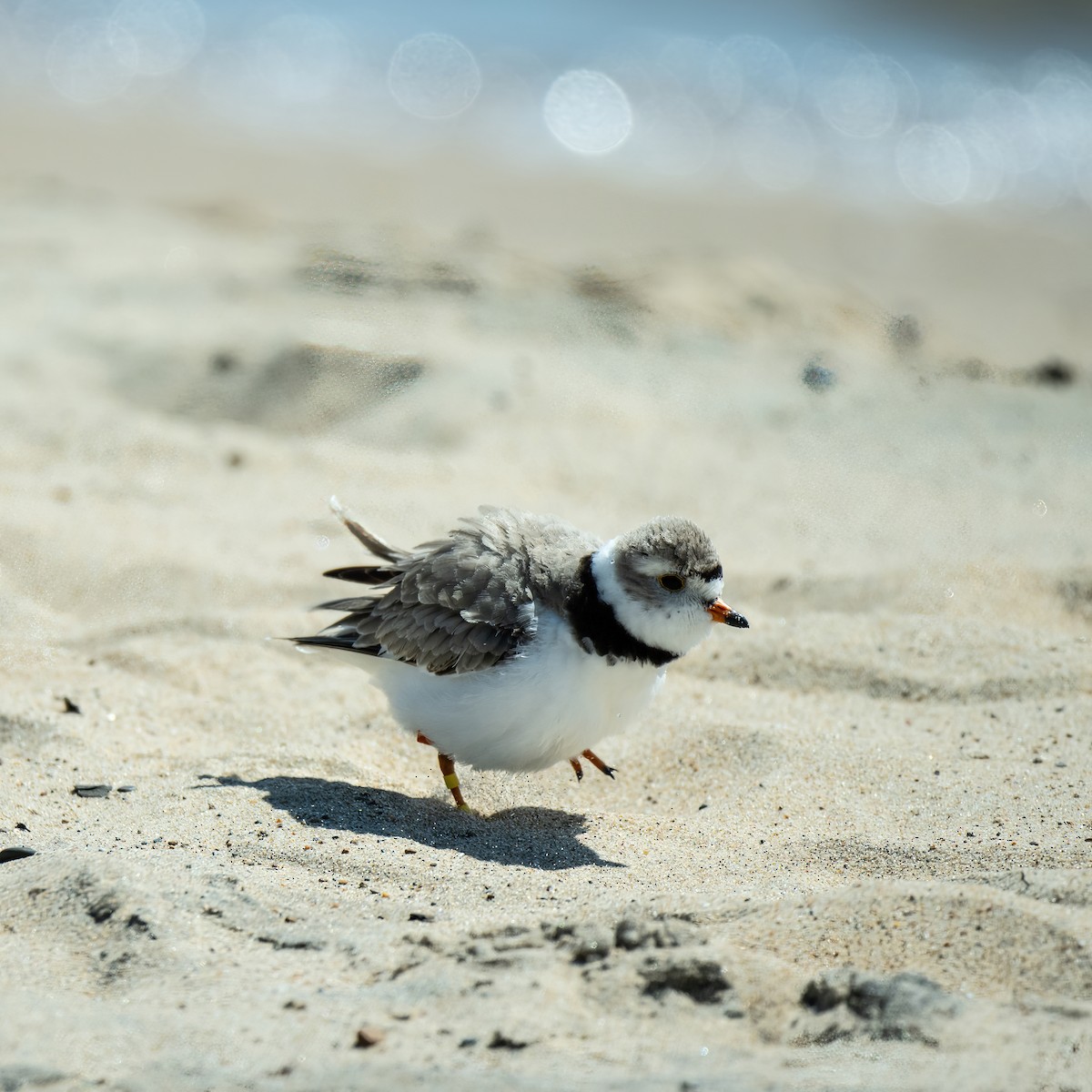 Piping Plover - ML619684609