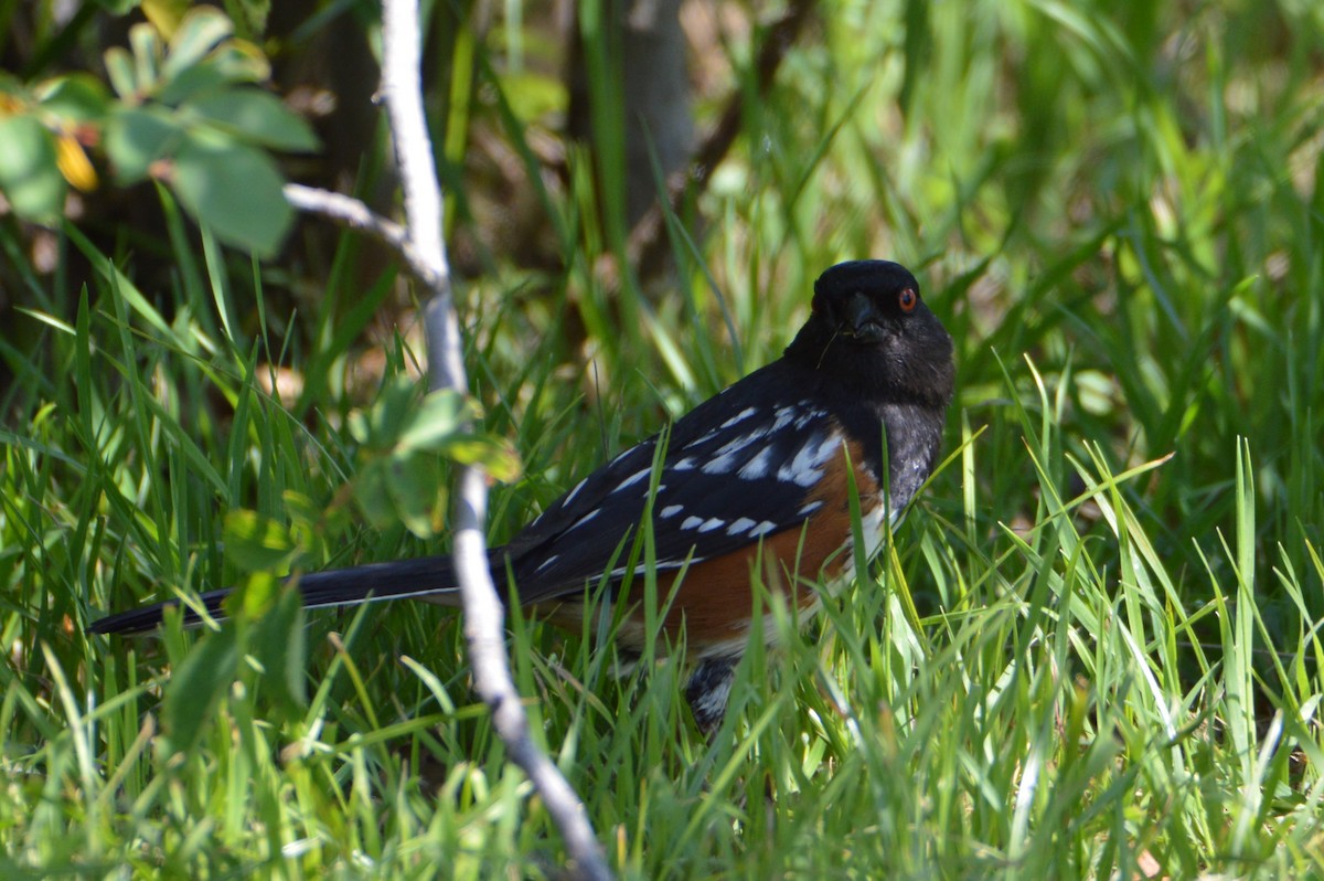 Spotted Towhee - ML619684622