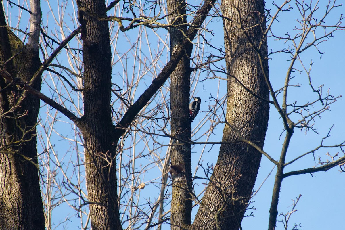 Great Spotted Woodpecker - ML619684625