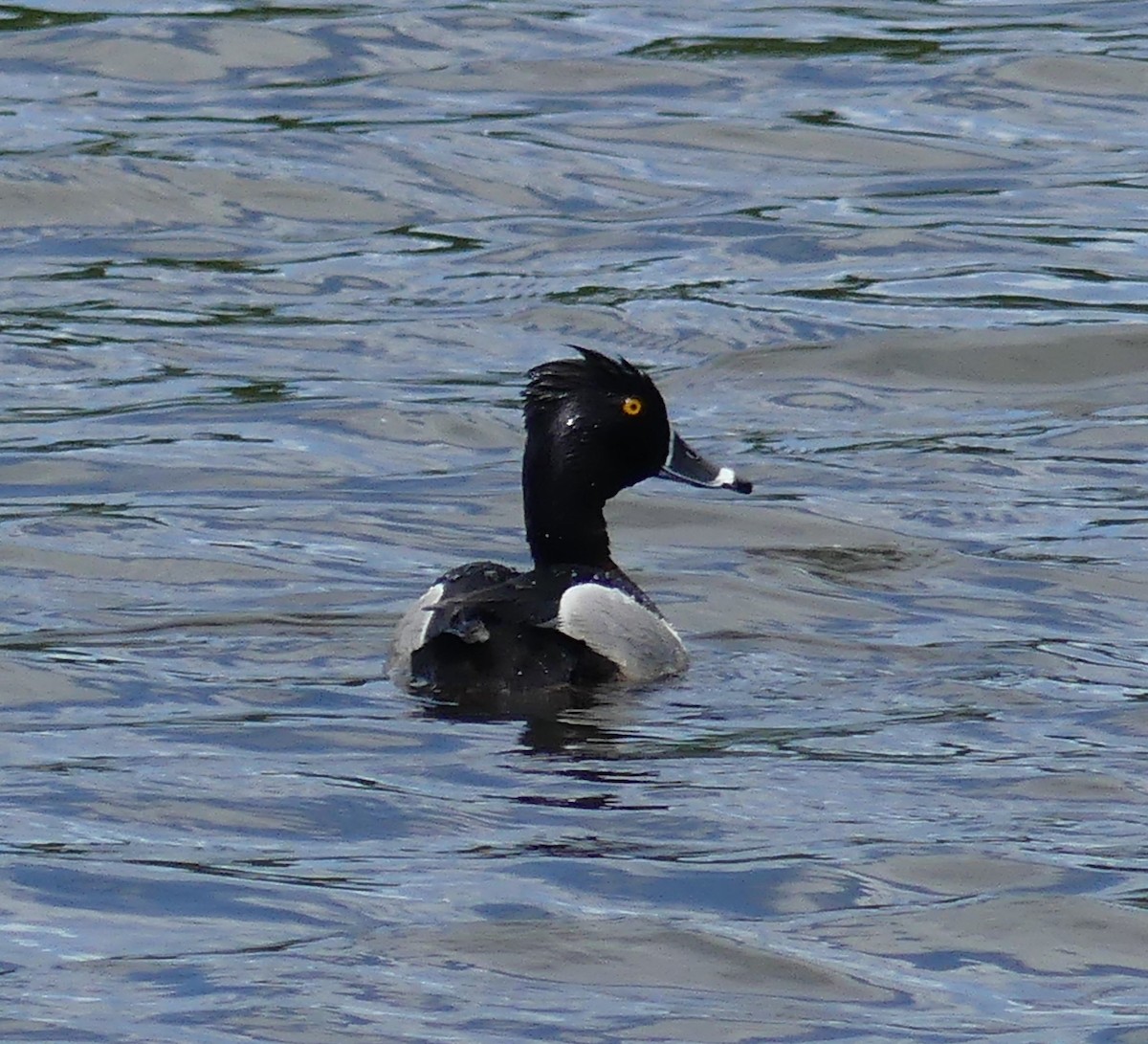 Ring-necked Duck - ML619684631