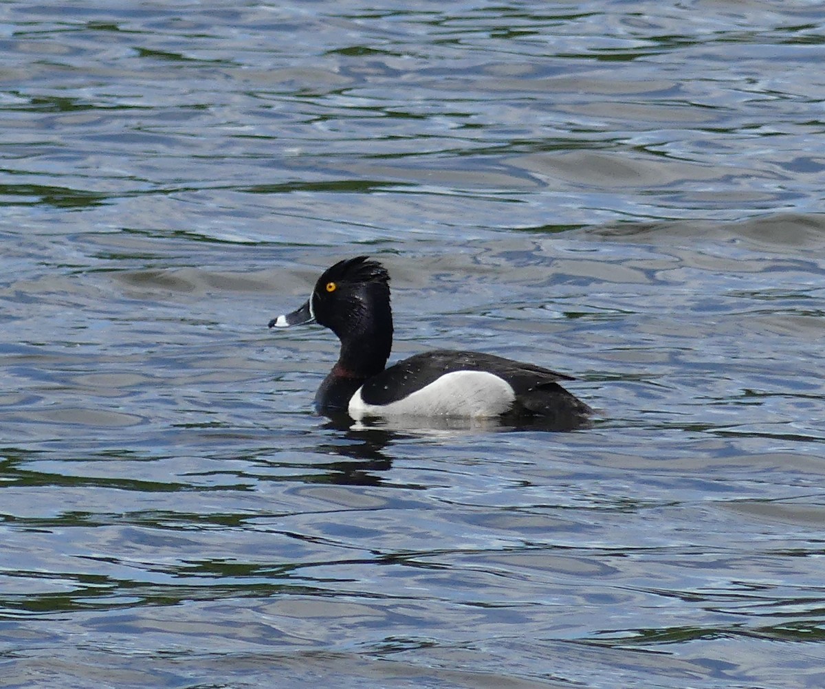 Ring-necked Duck - ML619684632