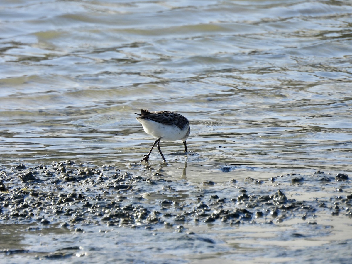 Semipalmated Plover - ML619684696