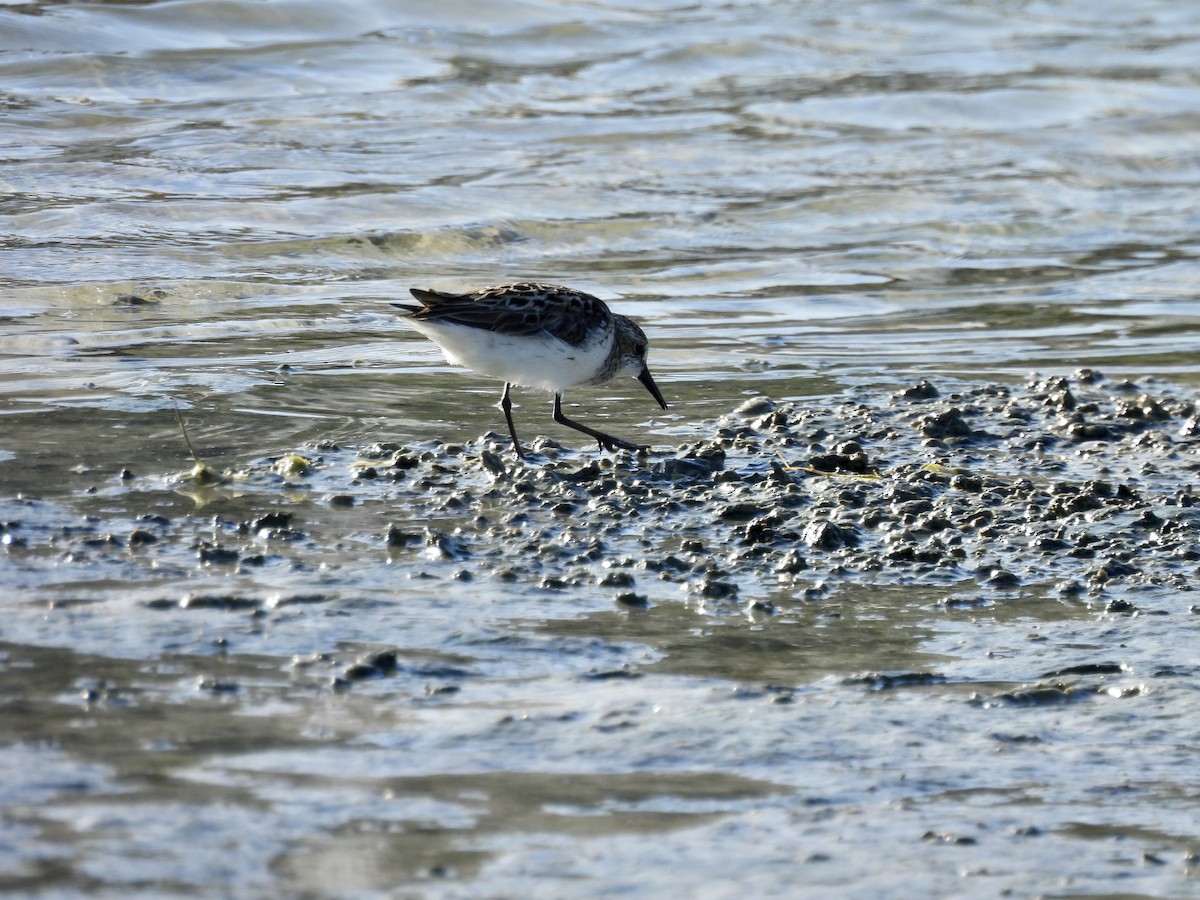 Semipalmated Plover - ML619684698