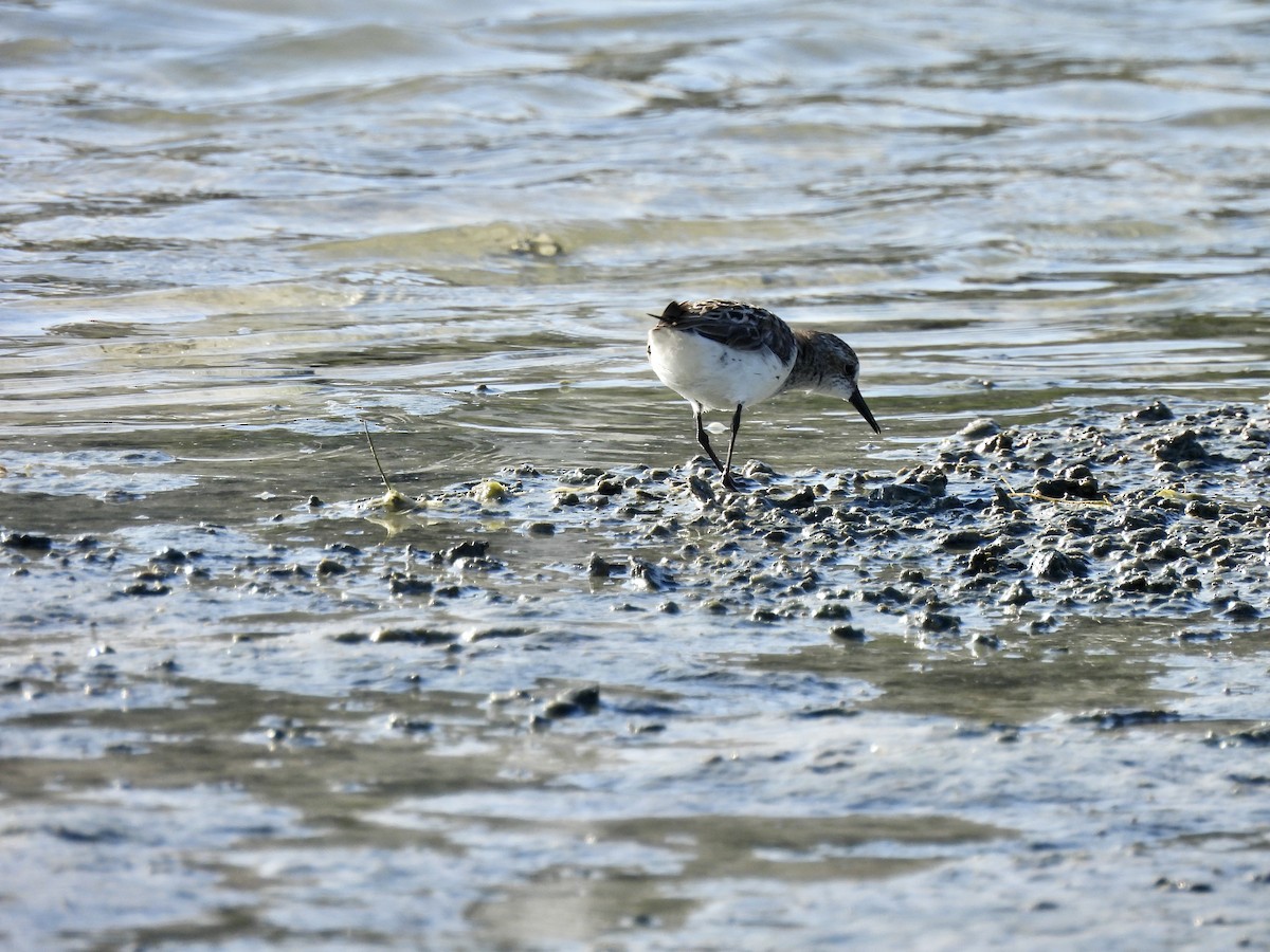 Semipalmated Plover - ML619684699