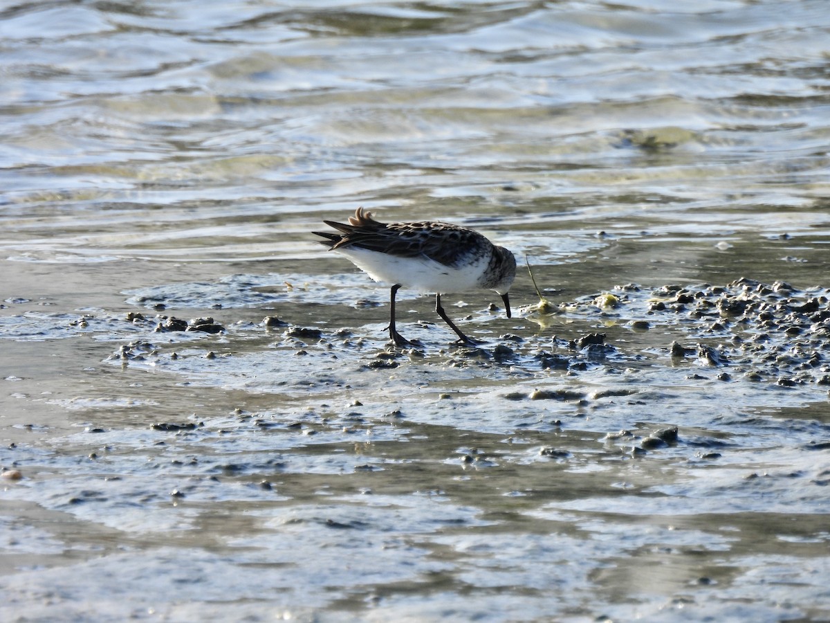 Semipalmated Plover - ML619684700